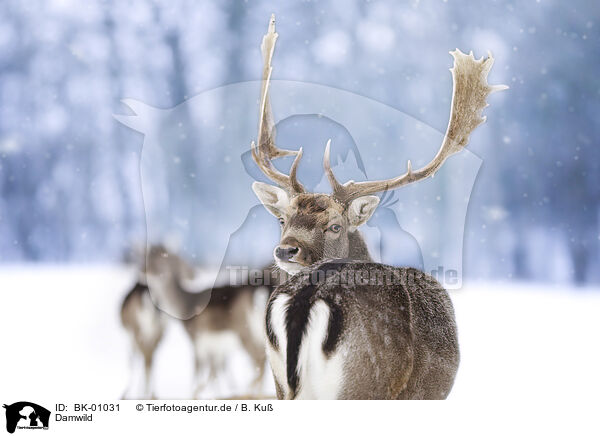 Damwild / fallow deer / BK-01031