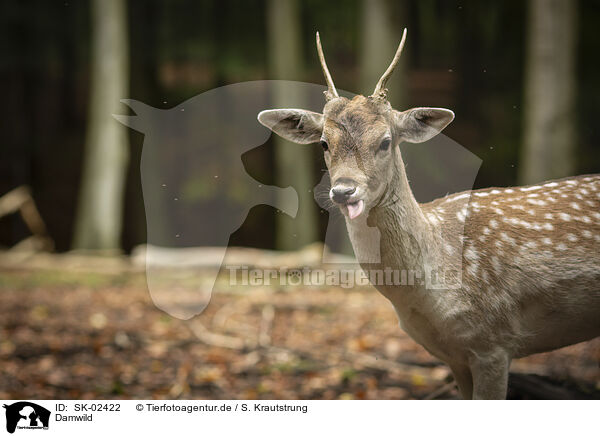 Damwild / fallow deer / SK-02422