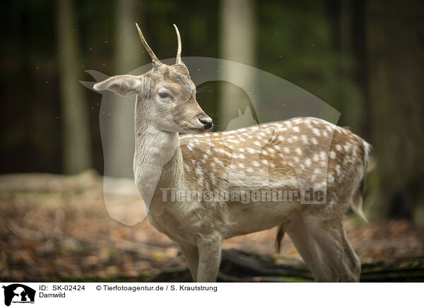 Damwild / fallow deer / SK-02424