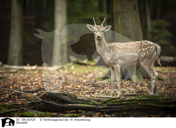 Damwild / fallow deer / SK-02425