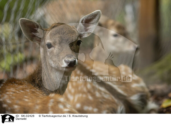 Damwild / fallow deer / SK-02428