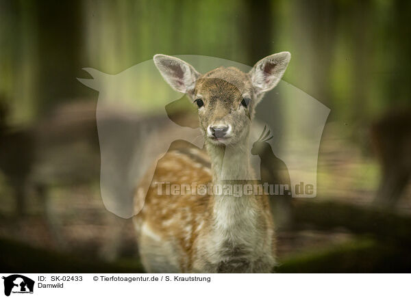 Damwild / fallow deer / SK-02433