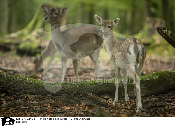 Damwild / fallow deer / SK-02435