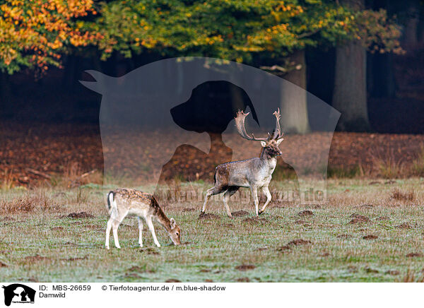 Damwild / fallow deer / MBS-26659