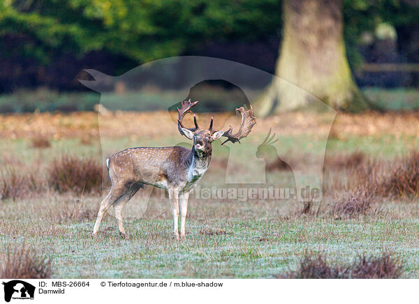 Damwild / fallow deer / MBS-26664