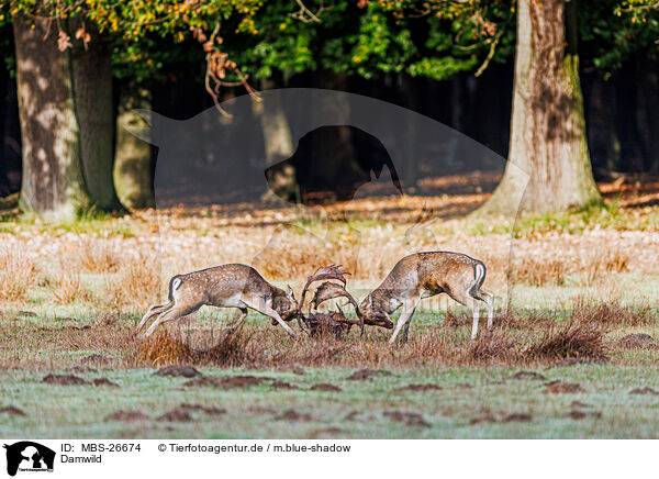 Damwild / fallow deer / MBS-26674