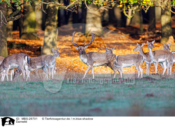 Damwild / fallow deer / MBS-26701