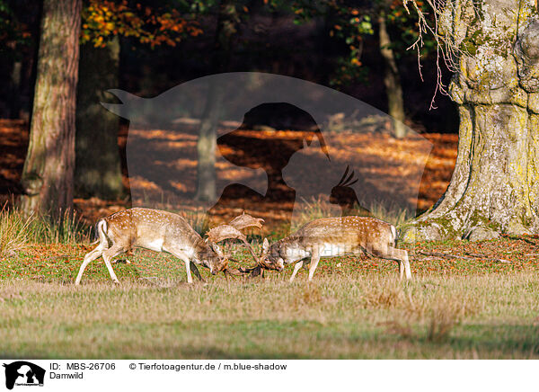 Damwild / fallow deer / MBS-26706