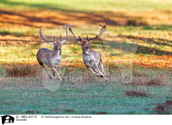 Damwild / fallow deer / MBS-26710