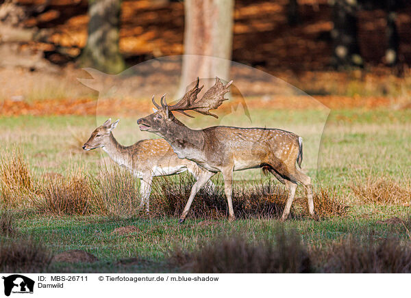 Damwild / fallow deer / MBS-26711