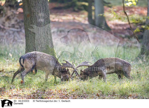 Damwild / fallow deer / IG-03303