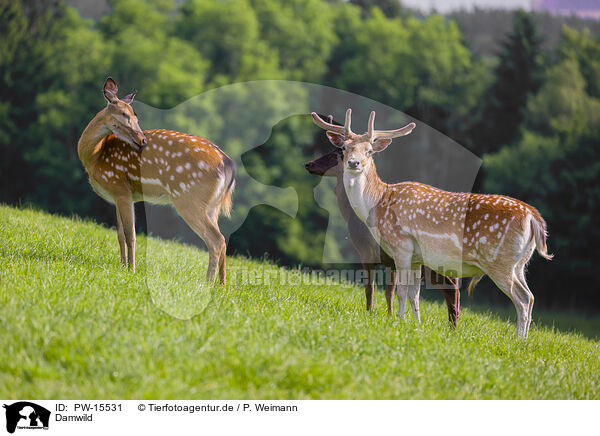 Damwild / fallow deer / PW-15531