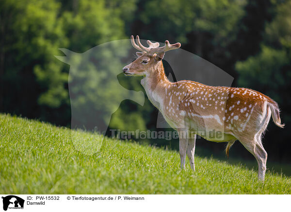 Damwild / fallow deer / PW-15532