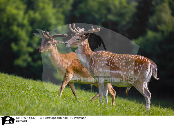 Damwild / fallow deer / PW-15533
