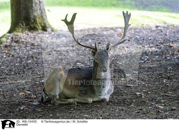 Damwild / fallow deer / WS-10455