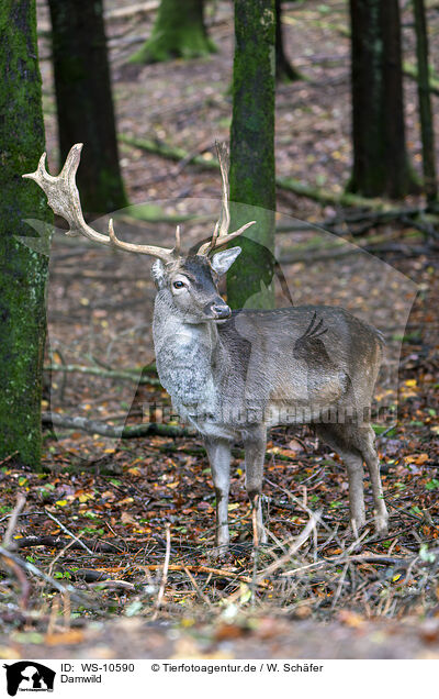 Damwild / ffallow deer / WS-10590