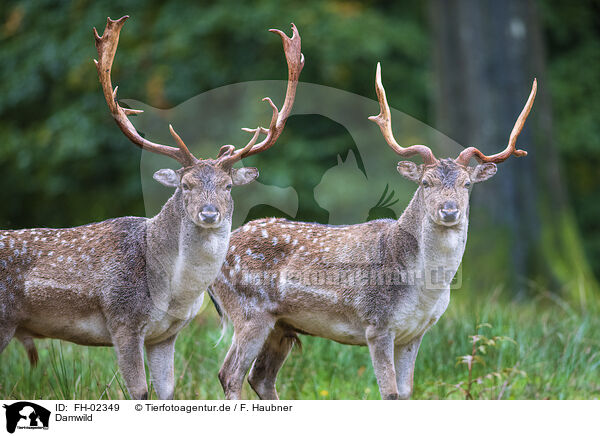 Damwild / fallow deer / FH-02349