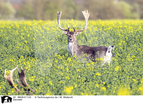 Damwild / fallow deer / MAW-01134