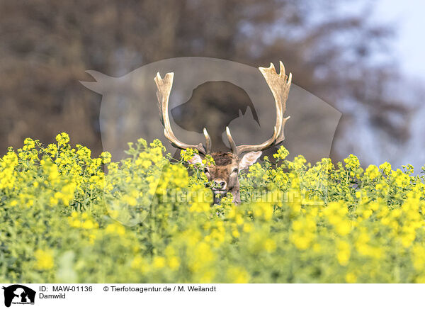Damwild / fallow deer / MAW-01136