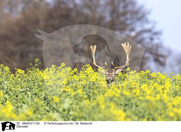 Damwild / fallow deer / MAW-01138