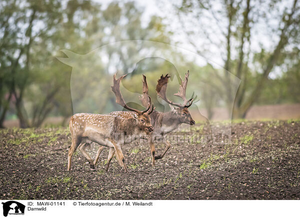 Damwild / fallow deer / MAW-01141