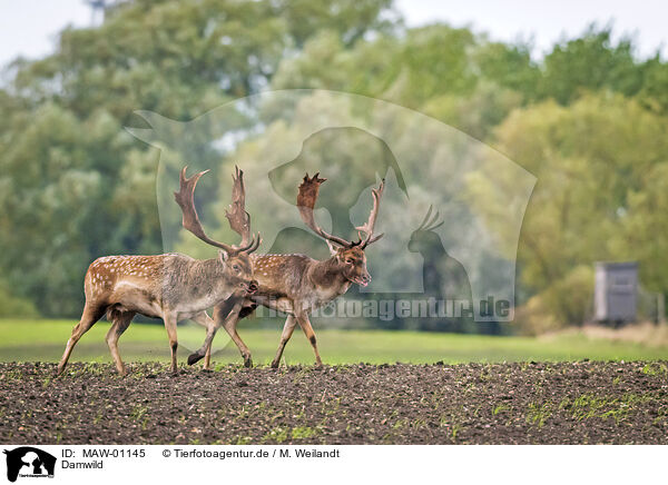Damwild / fallow deer / MAW-01145