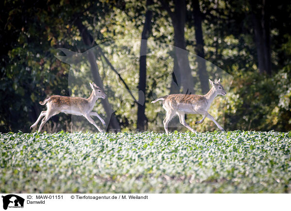 Damwild / fallow deer / MAW-01151