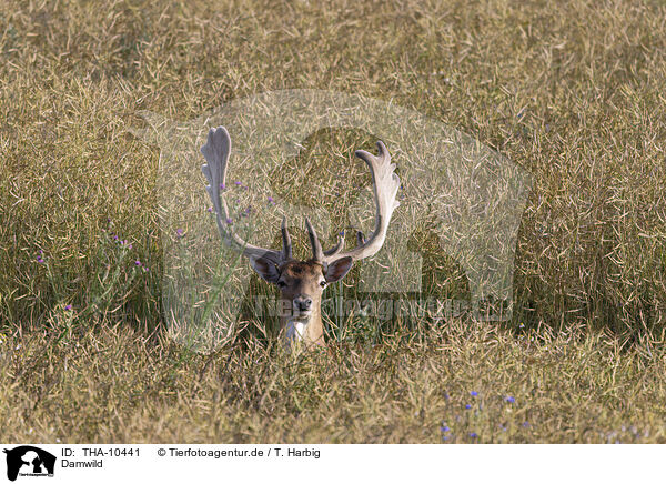 Damwild / fallow deer / THA-10441