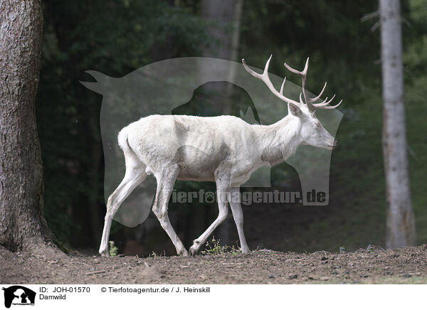 Damwild / Fallow deer / JOH-01570