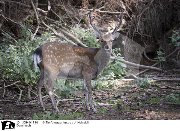 Damhirsch / Fallow Deer / JOH-01710