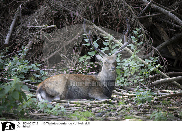 Damhirsch / fallow deer / JOH-01712