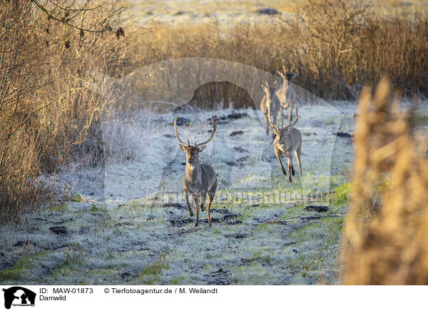 Damwild / fallow deer / MAW-01873