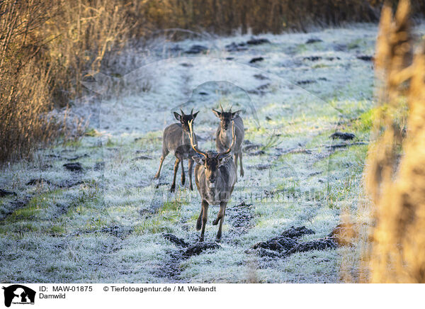 Damwild / fallow deer / MAW-01875
