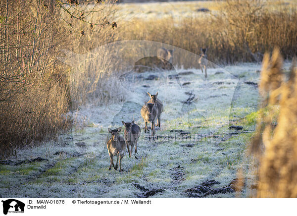 Damwild / fallow deer / MAW-01876