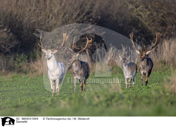 Damwild / fallow deer / MAW-01894