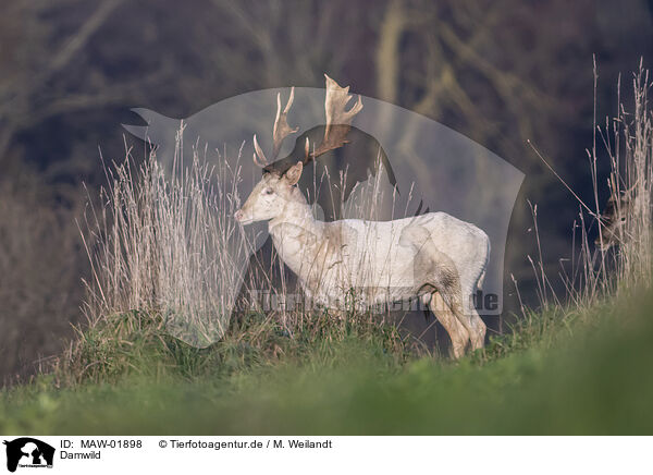 Damwild / fallow deer / MAW-01898