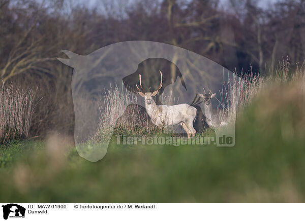 Damwild / fallow deer / MAW-01900