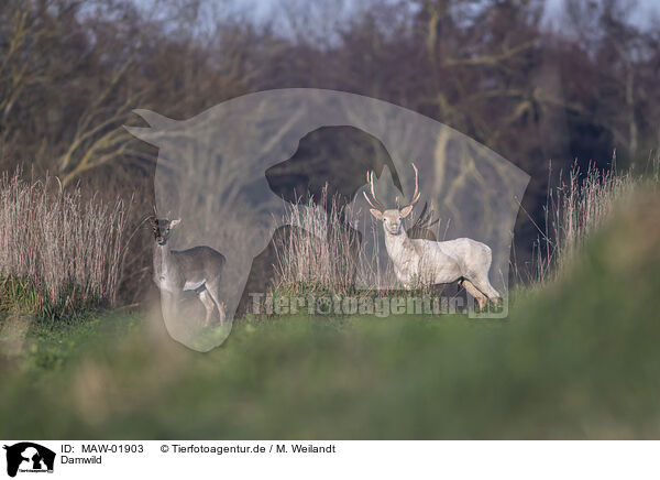 Damwild / fallow deer / MAW-01903