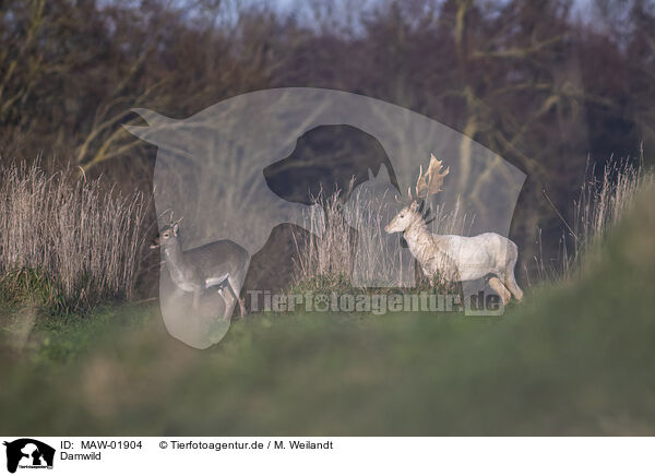 Damwild / fallow deer / MAW-01904