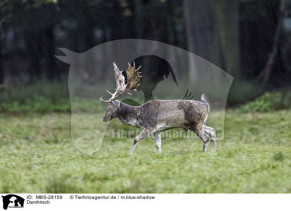Damhirsch / fallow deer / MBS-28159