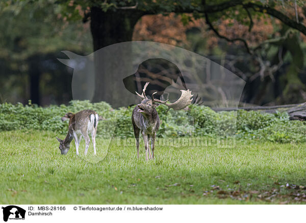 Damhirsch / fallow deer / MBS-28166