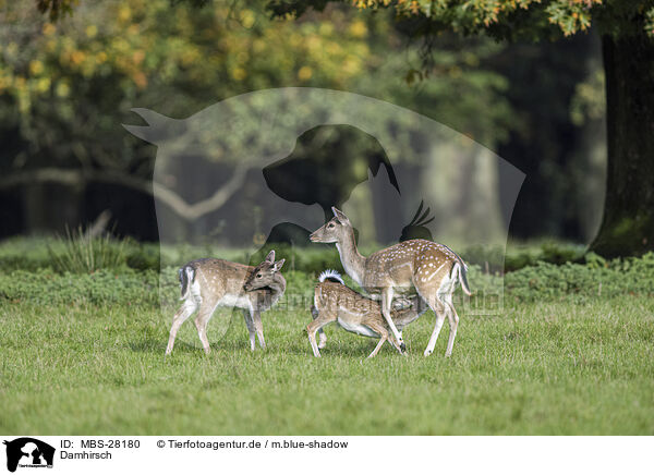 Damhirsch / fallow deer / MBS-28180