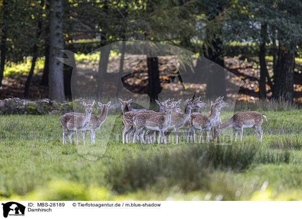 Damhirsch / fallow deer / MBS-28189