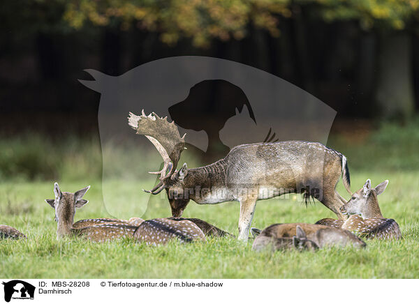 Damhirsch / fallow deer / MBS-28208