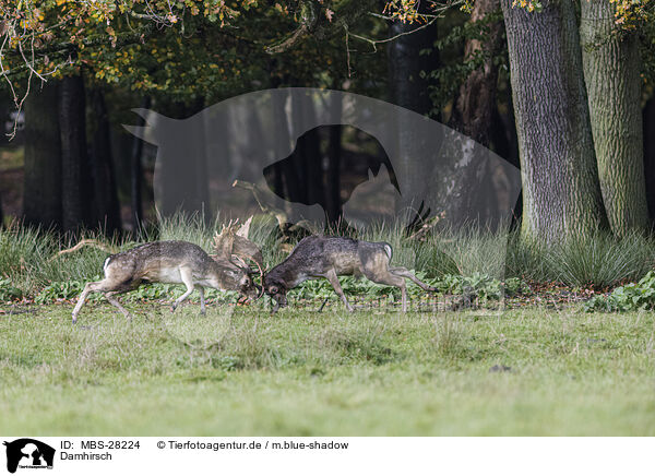Damhirsch / fallow deer / MBS-28224