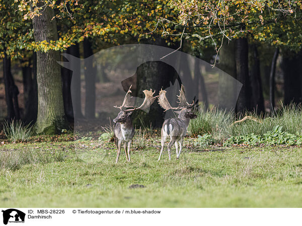 Damhirsch / fallow deer / MBS-28226