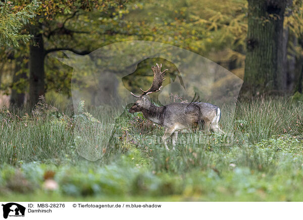 Damhirsch / fallow deer / MBS-28276