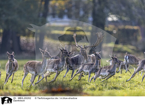 Damhirsch / fallow deer / MBS-28282