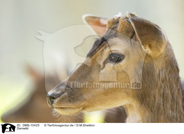 Damwild / fallow dear / DMS-10425