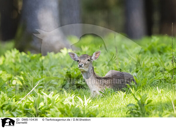 Damwild / fallow dear / DMS-10436